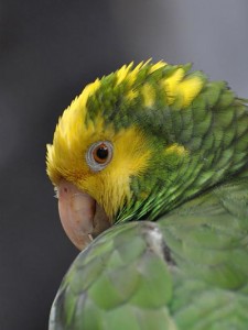 double yellow headed Amazon parrot