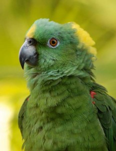 Yellow-naped Amazon, yellow nape