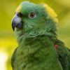 head and shoulder shot of yellow-naped Amazon parrot
