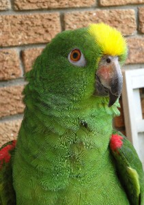 yellow-crowned Amazon parrot