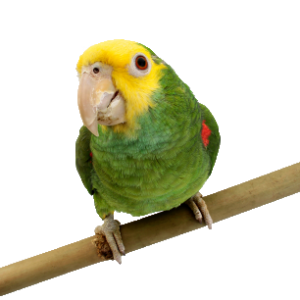 Amazon parrot