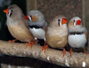 four Zebra Finches sitting on a branch