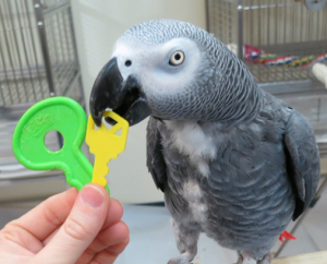 african grey parrot