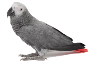 African grey parrot, CAG,