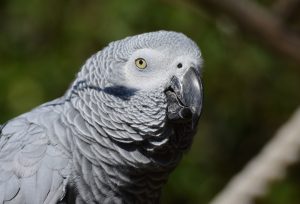 face of African grey parrot