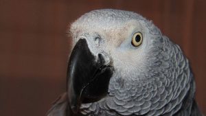 African grey face