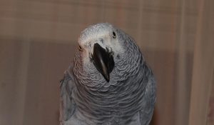 African grey parrot