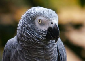 African grey parrot