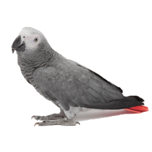 African grey parrot, Congo African grey, CAG