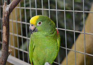 Amazon parrot in cage