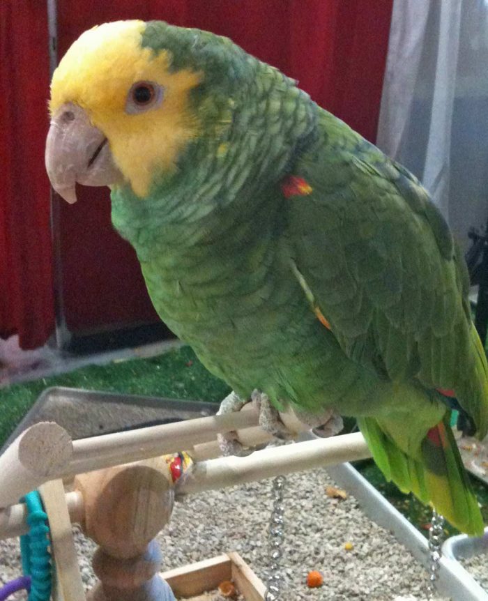 Bird Food Guide An Insider's Guide to The Ideal Avian Diet Lafeber Co.