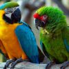 Two blue and gold macaws on a branch