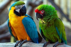 blue-and-gold macaw; blue & gold, military macaw, green macaw