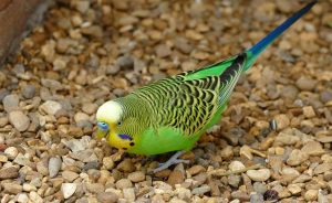 budgie parakett on the ground