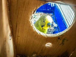 budgie parakeet in cage