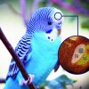 budgie parakeet on branch; inset shows diagram of brain