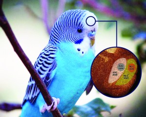 budgie parakeet on branch; inset shows diagram of brain