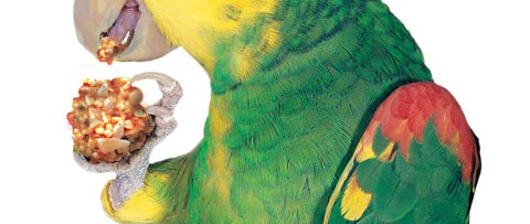 Amazon parrot eating a Nutri-Berrie