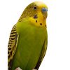 budgie / parakeet