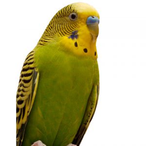 Budgies talking store