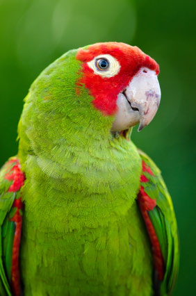 Cherry on sale headed conure