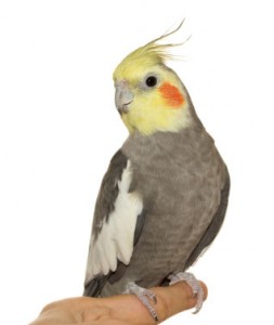 normal cockatiel