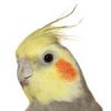 Cockatiel