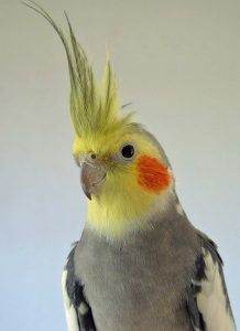 yellow cockatiel parrot