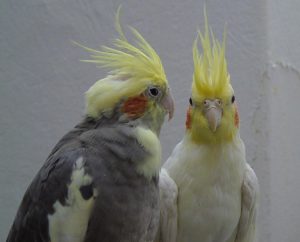 two cockatiel parrots