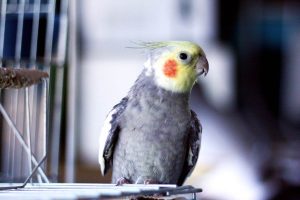 cockatiel on cage