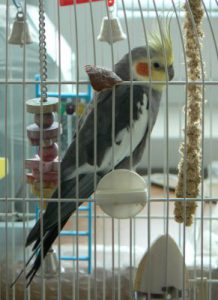 Cockatiel perched in a cage