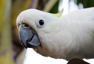 cockatoo parrot