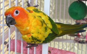conure climbing on cage