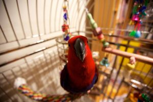 Eclectus in cage
