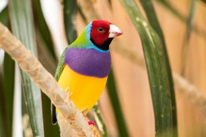 Gouldian finch perched