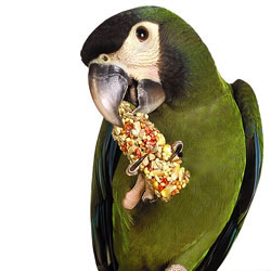 Hahn's macaw eating an Avi-Cake