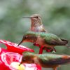 hummingbirds eating from feeder