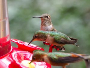 hummingbirds eating from feeder