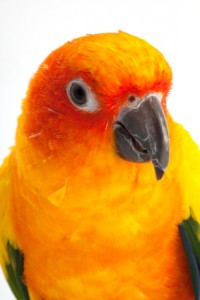 Sun Conure