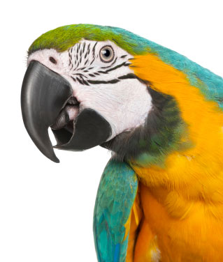 Blue Yellow Macaw