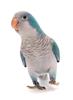 iStock_20247352Quaker-parrot-web