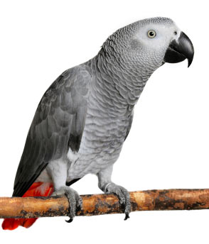 African Grey Parrot