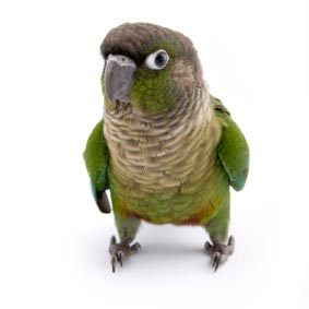 Green check Conure