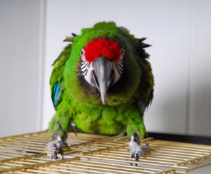 aggressive military macaw