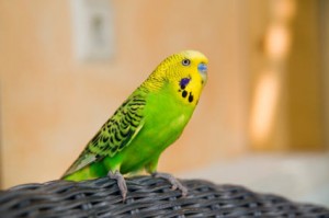 Budgerigar on wicker chair