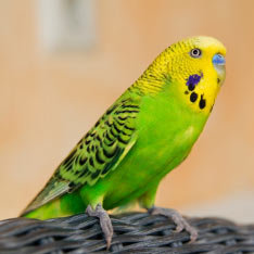 Budgerigar on wicker chair