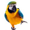 macaw standing with one foot lifted