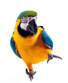 macaw standing with one foot lifted