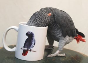 African grey parrot with head stuck in mug with photo of African grey parrot on the side