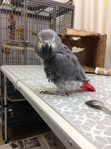 African grey, African grey parrot, grey parrot